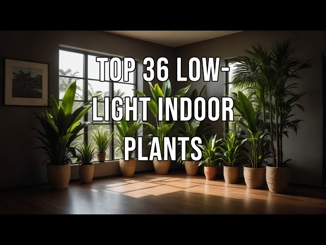 Top 36 Low-Light Indoor Plants #shorts #interiordesign #homedecor #home