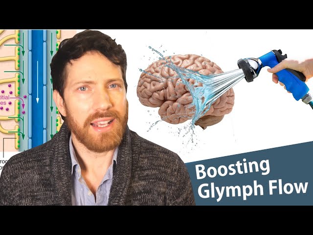 The Glymphatic System: How the Brain Cleans Itself and Fights Disease