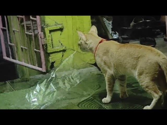 Funny cat 😺 | #cat #cutecat #catvlog #catlover #catvideos | new cat video | funny cat video