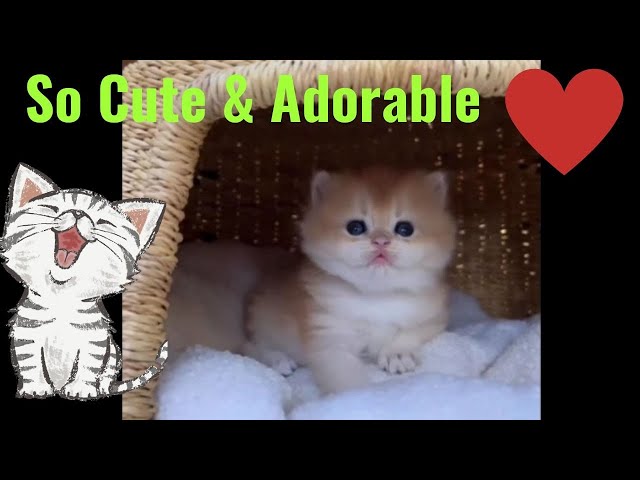 The Cutest Kittens And Puppies Videos You'll Ever See ♥️♥️  #viral #kitten #puppy #puppies #funny