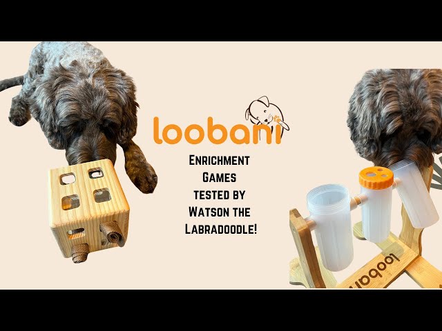 Loobani enrichment games Review & Demo