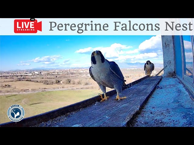 Birdcam.it - Live Peregrine Falcons Nest Alex & Amelia - Cam 2