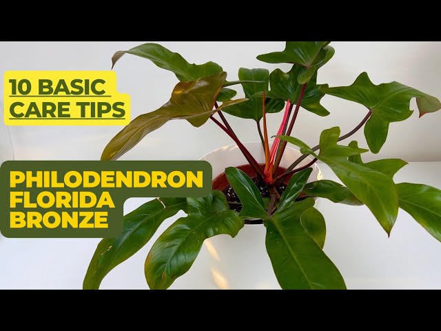 Philodendron Florida Bronze: Essential Care Tips for Optimal Growth