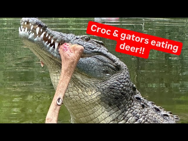 Croc & gators eating deer!!