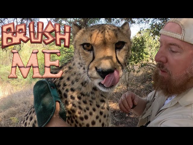 Gabriel The Cheetah Greets With Purrs Groom & Brushing | BIG Cat Love Affection & Contentment ASMR