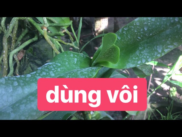 chống thối lá bằng vôi bột cho lan rừng