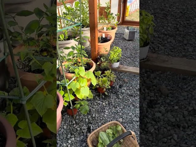 Harvesting Fresh, Crisp Lettuce in Winter from My Greenhouse 🌱❄️