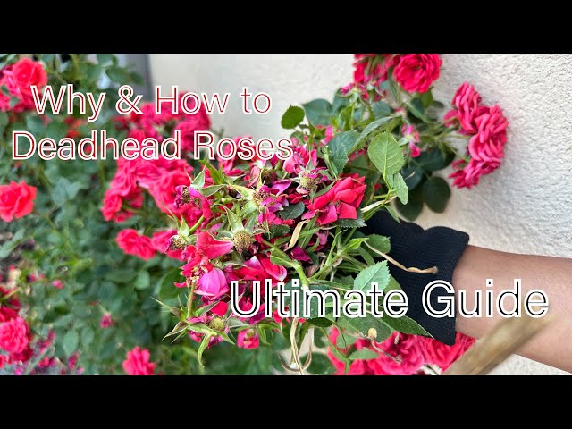 Ultimate Guide to Deadheading Roses: How, Why, and Aftercare Tips | Complete Tutorial #rose #garden