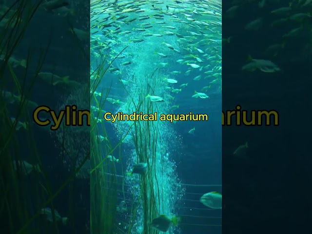 Cylinder Aquarium Ambience #aquarium4k #aquariumfish #aquarium