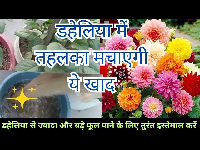 डहेलिया में 🌺 तहलका 🔥मचाएगी ये खाद/Superbfertilizer for dahlia flowering plant #dahlia