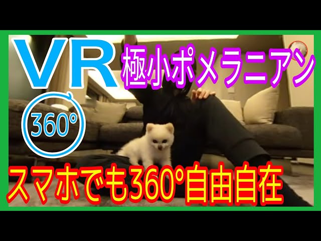 【360°VRペット】極小ポメラニアン子犬がVRで暴れる！VR犬動画。VR Pet