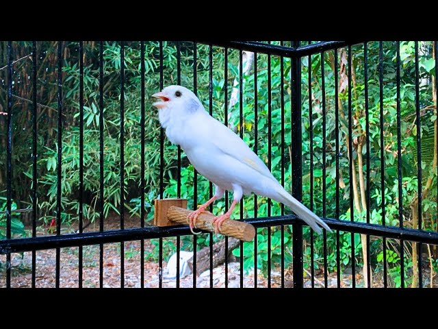 The Best Canary Sound!! Belgian Canary Training Singing