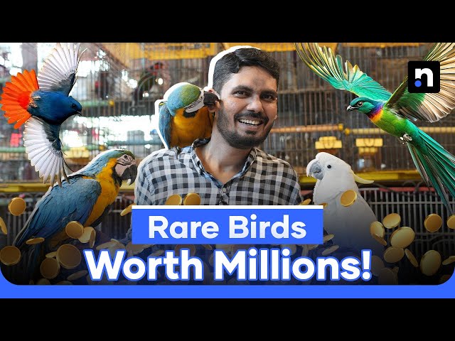 Bird Lovers Turn Traders: Inside Pakistan’s Exotic Bird Market | Nukta