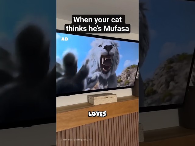 This Cat Thinks She's the Real Mufasa (@AaronsAnimals)