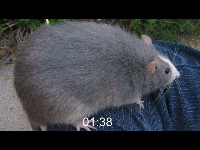 2 Minute Rat Timer (COMPILATION)