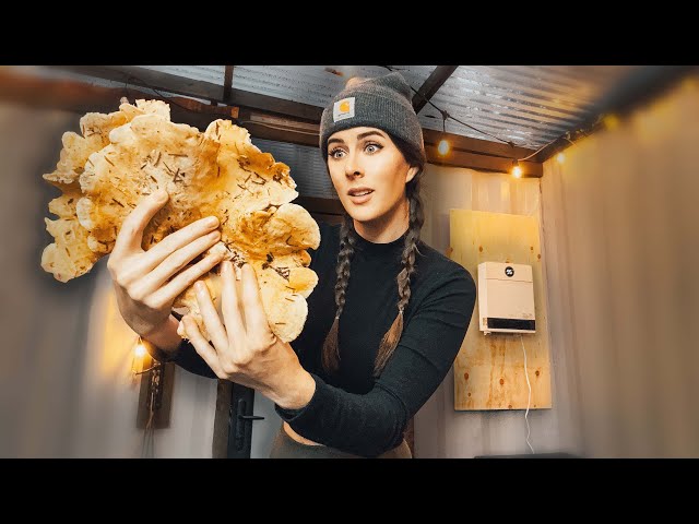 PROCESSING HUGE MUSHROOMS while STAYING WARM | DREO Electric Heater #food #wilderness