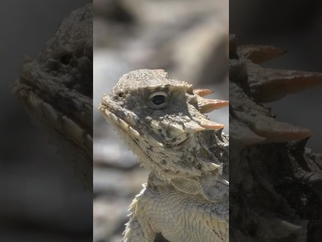 Interesting Facts | Texas Horned Lizard