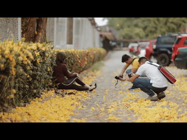 The Magic of Autumn: Trees and Their Transformation | Aerial View