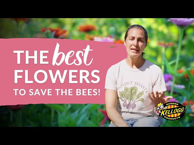 Best Flowers to Attract Pollinators to Your Garden: Tips from a Gardening Expert