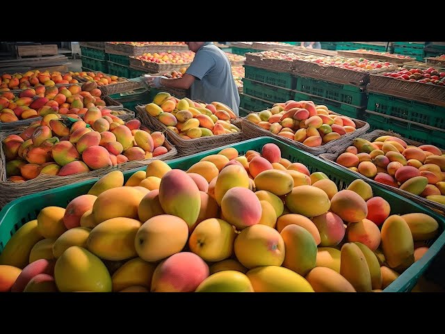 The Journey of Mangoes Harvesting Process | How Mangoes are generally harvested