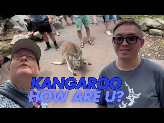 Kangaroos and koalas at Taronga Zoo Sydney