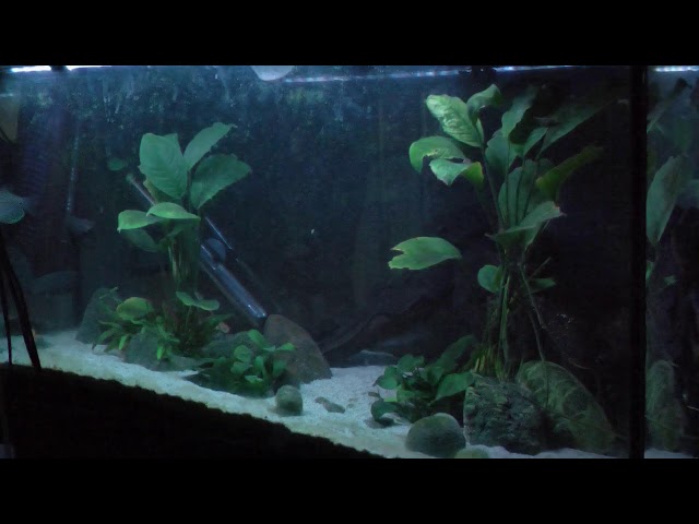 Fish Tank 2