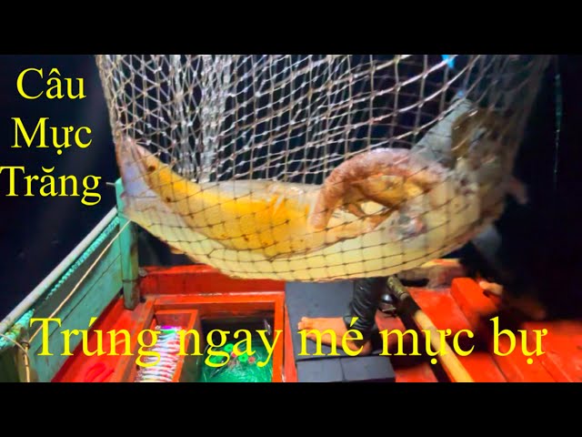 Câu lôi mực trăng | kéo mực đã tay cùng anh em hoàng nhé | hoàng Phú quốc