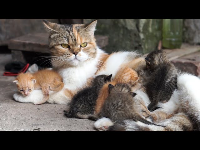 Kittens playing with farm animals: Dogs, rabbits, chickens, ducks, cows - Cat sounds