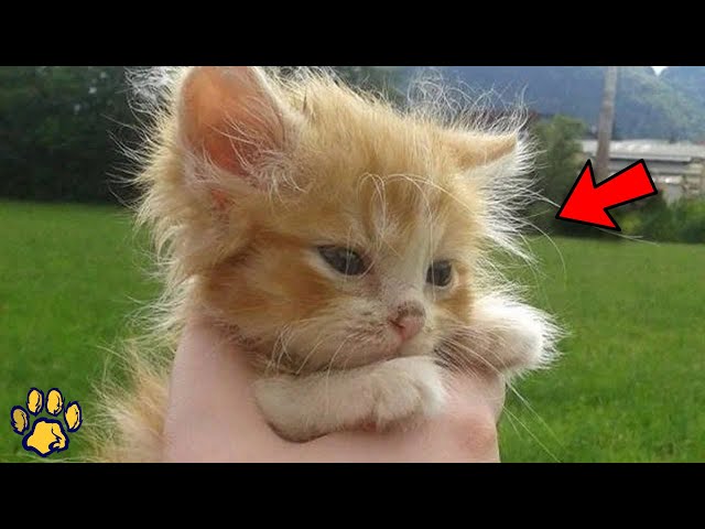 An Abandoned Ginger Kitten Found in the Woods  Three Years Later He is Unrecognizable!