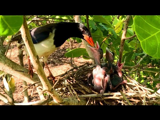 Red Blue Magpies and Feeding babies View #channel TRCAM Birds You Welcome #please watch videos #