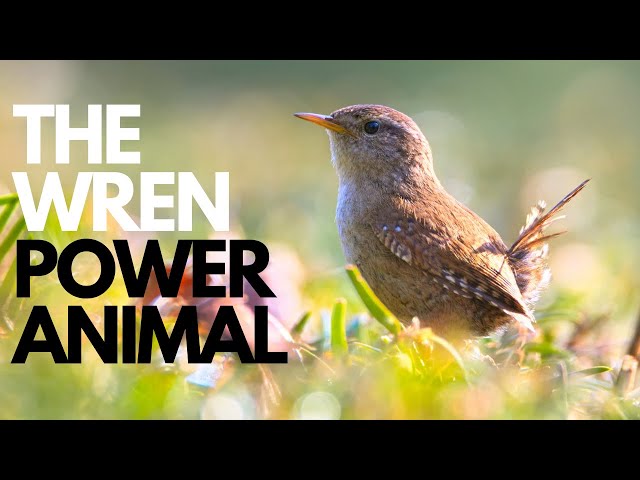 The Wren Power Animal