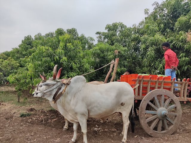 Dnyanendra Farming | Marwad, INDIA | 2021