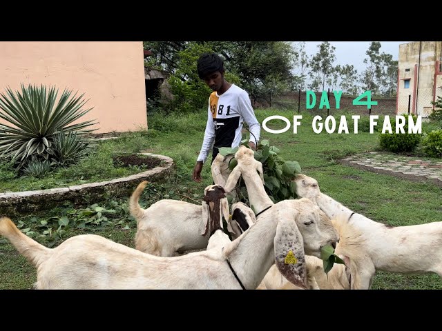 How To Start GOAT FARMING/ With Little Capital And GROW BIG ☺️