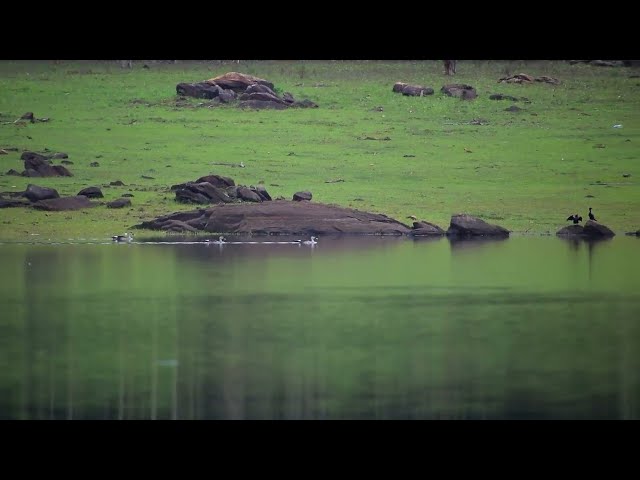 What a beautiful birds in Nature | Suvernawathi Dam Chamarajanagar #nature #chamarajnagar