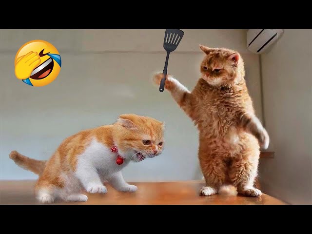 Funniest Animals 2024 🤣😅 New Funny Cats and Dogs Videos 😸🐶 Part