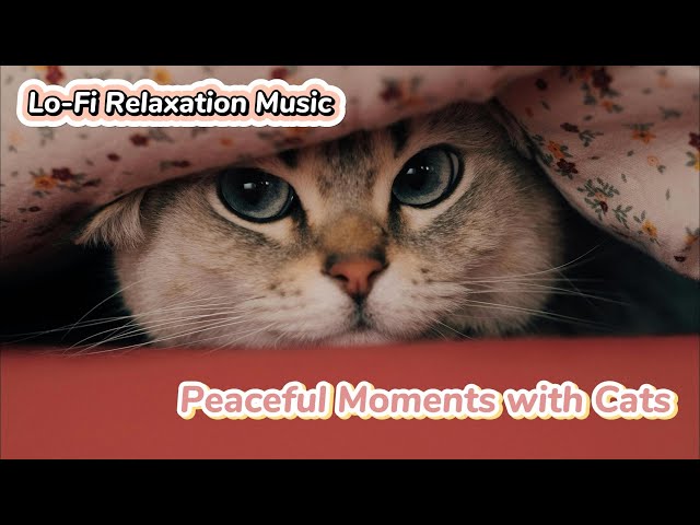 Heartwarming kitten videos compilation😸🎵 #cat  #lofi #cute