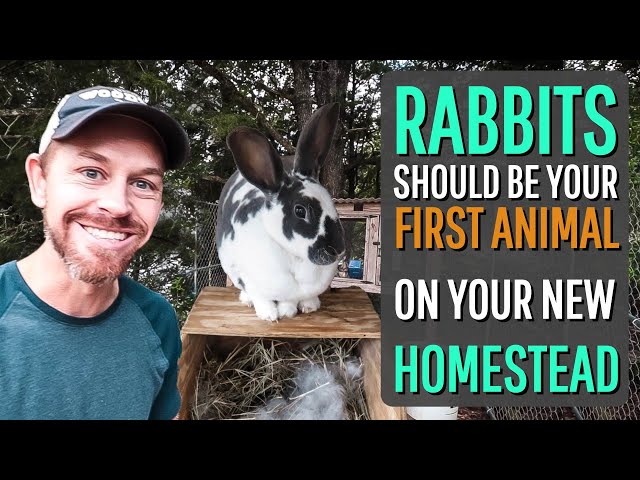 6 Reasons Why Rabbits Should be the FIRST Animal On Your Homestead