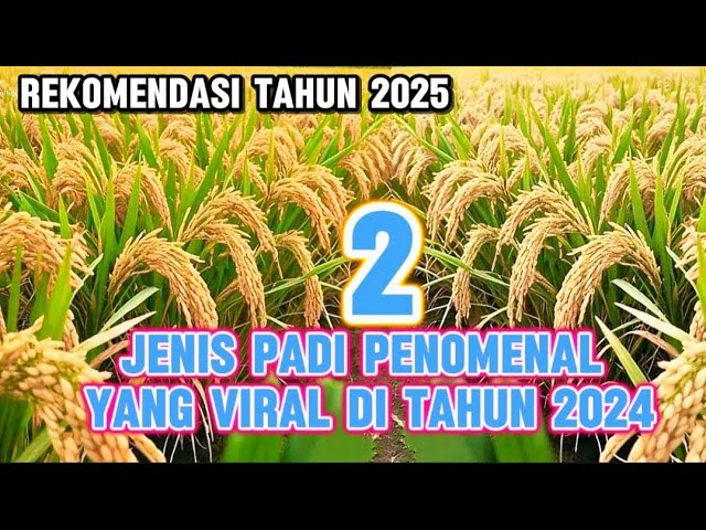 2 phenomenal types of rice that are going viral in 2024, suitable for planting in 2025