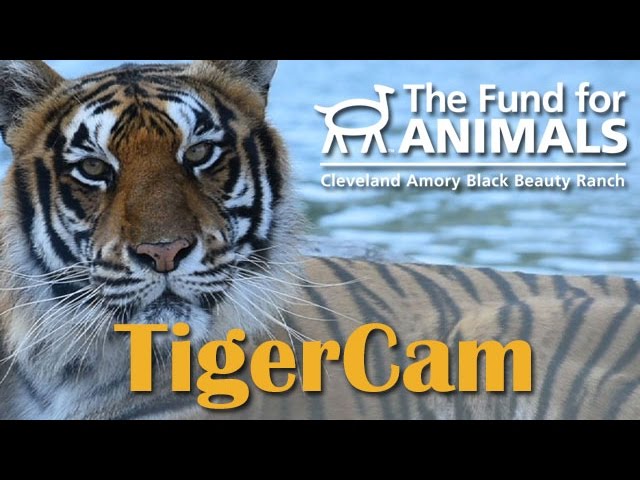 Live TigerCam at Black Beauty Ranch