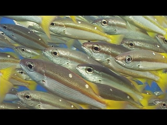 Schooling Fish - Reef Life of the Andaman - Part 15