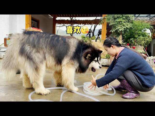 Dawang is biting the water pipe and shaking it, twerk his hips is super cute