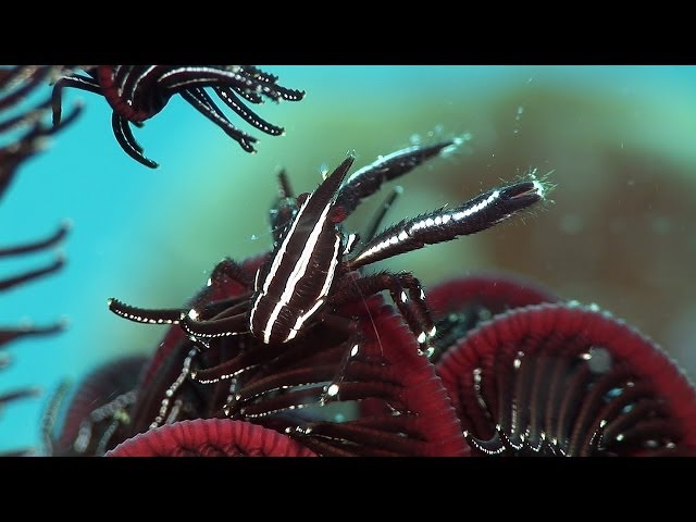 Mucky Secrets - Part 3 - Squat Lobsters, Hermit Crabs, True Crabs & Sea Urchins - Lembeh Strait