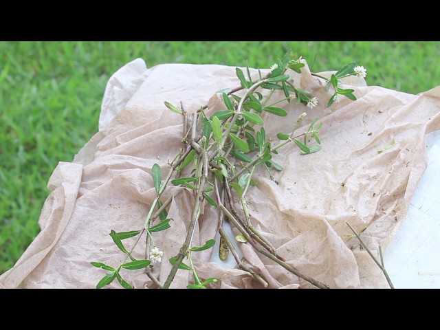 Colin Laubach: Identifying Aquatic Weeds