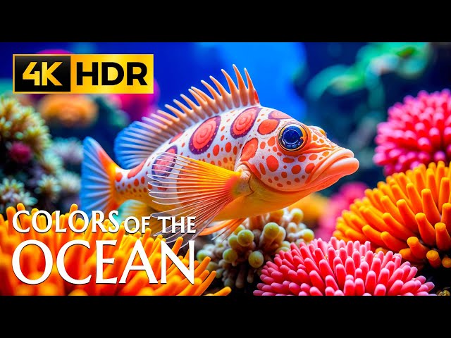 Ocean Escape 4K Ultra HD | Beautiful Coral Reefs and Marine Life for Relaxation