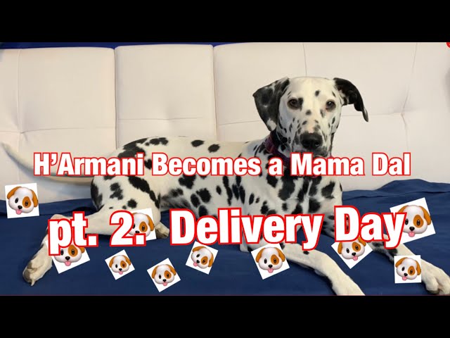 Dalmatian Gives birth to 10 puppies