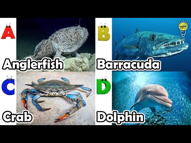 ABC Sea Animals song | Learn Alphabets | English and Animals for Kids | Alphabets Kids Song