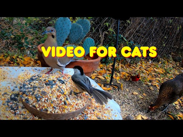 ⭐ 🐾 Birds for Cats - 🍁 Winter Colors in the Texas Wilderness - Videos for Cats to Watch 🐈🐶 - CAT TV