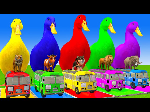 5 Giant Duck Cartoon,Cow,Elephant,Tiger,Lion,Dinosaur,Paint Wild Animals Crossing Fountain Animation