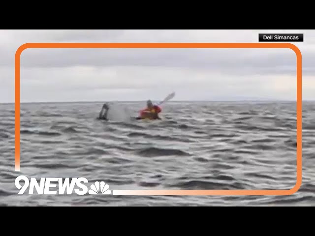 Humpback whale swallows, spits out kayaker in Chile