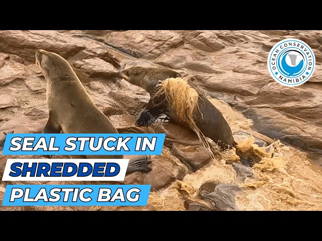 Seal Stuck in Shredded Plastic Bag